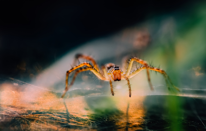Some Canadians have a greater fear about talking about their debt than their fear of spiders.